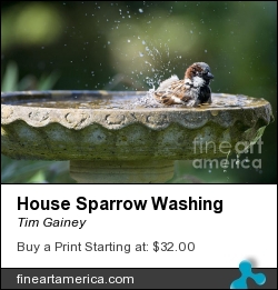 House Sparrow Washing by Tim Gainey - Photograph - Photograph