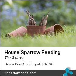 House Sparrow Feeding by Tim Gainey - Photograph - Photograph