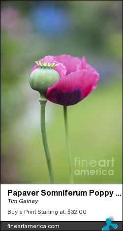 Papaver Somniferum Poppy And Seed Pod by Tim Gainey - Photograph - Photograph