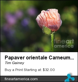Papaver Orientale Carneum Poppy by Tim Gainey - Photograph - Photograph