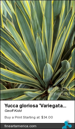 Yucca Gloriosa 'variegata'. by Geoff Kidd - Photograph