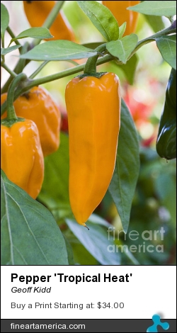 Pepper 'tropical Heat' by Geoff Kidd - Photograph