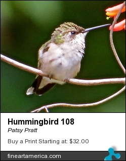 Hummingbird 108 by Patsy Pratt - Photograph - Digital Photography