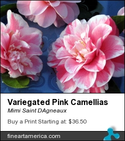 Variegated Pink Camellias by Mimi Saint DAgneaux - Photograph - Photograph