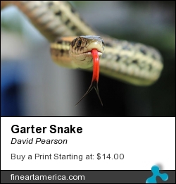 Garter Snake by David Pearson - Photograph - Photograph