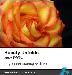 Beauty Unfolds by Judy Whitton - Photograph - Photographs