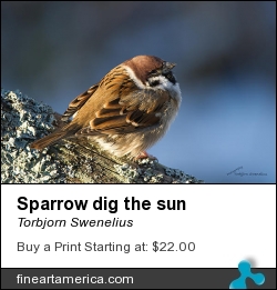 Sparrow Dig The Sun by Torbjorn Swenelius - Photograph - Photography