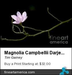 Magnolia Campbellii Darjeeling Flower by Tim Gainey - Photograph - Photograph