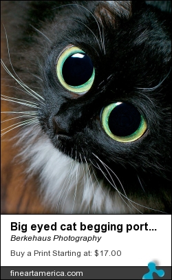 Big Eyed Cat Begging Portrait by Berkehaus Photography - Photograph - Photograph