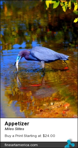 Appetizer by Miles Stites - Photograph