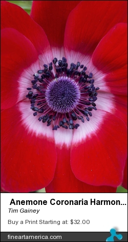 Anemone Coronaria Harmony Scarlet Flower by Tim Gainey - Photograph - Photograph