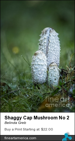 Shaggy Cap Mushroom No 2 by Belinda Greb - Photograph - Photographs, Photography, Photograph