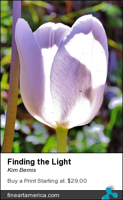 Finding The Light by Kim Bemis - Photograph - Photography