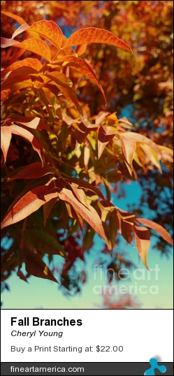 Fall Branches by Cheryl Young - Photograph - Photography