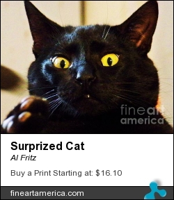 Surprized Cat by Al Fritz - Photograph - Canvas