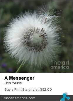 A Messenger by Ben Yassa - Photograph
