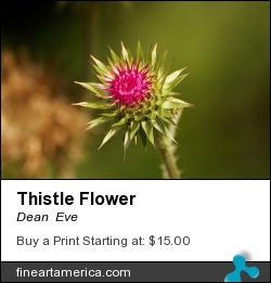 Thistle Flower by Dean Eve - Photograph - Photograph