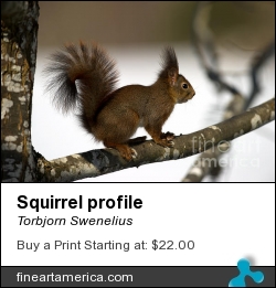 Squirrel Profile by Torbjorn Swenelius - Photograph - Photography
