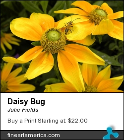 Daisy Bug by Julie Fields - Photograph - Digital Photography