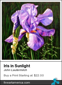 Iris In Sunlight by John Lautermilch - Painting - Oil On Canvas Board