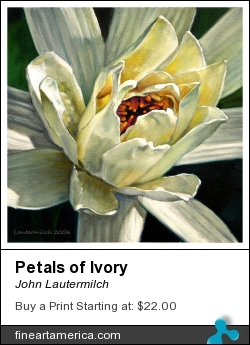 Petals Of Ivory by John Lautermilch - Painting - Oil On Canvas Board
