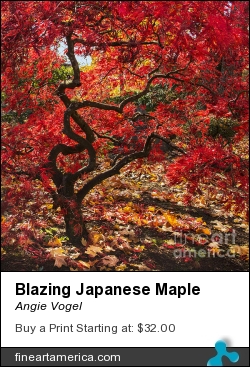 Blazing Japanese Maple by Angie Vogel - Photograph - Photography / Digital Art