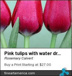 Pink Tulips With Water Drops On Green by Rosemary Calvert - Photograph - Photography