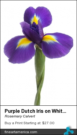 Purple Dutch Iris On White by Rosemary Calvert - Photograph - Photography