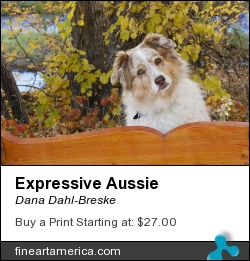Expressive Aussie by Dana Dahl-Breske - Photograph