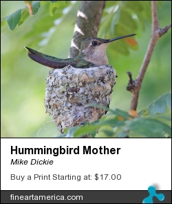 Hummingbird Mother by Mike Dickie - Photograph