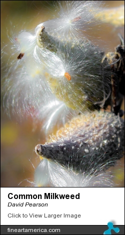 Common Milkweed by David Pearson - Photograph - Photograph