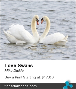 Love Swans by Mike Dickie - Photograph