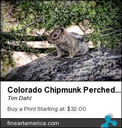 Colorado Chipmunk Perched On Rock by Tim Dahl - Photograph