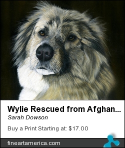 Wylie Rescued From Afghanistan by Sarah Dowson - Painting - Pastel