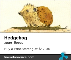 Hedgehog by Juan Bosco - Painting - Watercolor On Paper