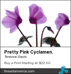 Pretty Pink Cyclamen. by Terence Davis - Photograph - Photography