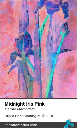 Midnight Iris Pink by Carole Martindale - Painting - Watercolor On Watercolor Paper