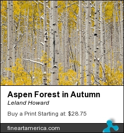 Aspen Forest In Autumn by Leland Howard - Photograph - Fine Art Nature Photography
