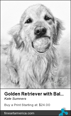 Golden Retriever With Ball by Kate Sumners - Painting - Charcoal Drawing