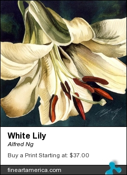 White Lily by Alfred Ng - Painting - Watercolor On Paper