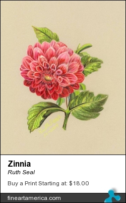 Zinnia by Ruth Seal - Drawing - Colored Pencil