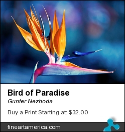 Bird Of Paradise by Gunter Nezhoda - Photograph - Photograph