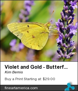 Violet And Gold - Butterfly by Kim Bemis - Photograph - Photography