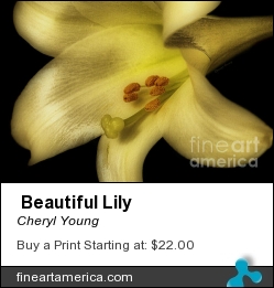 Beautiful Lily by Cheryl Young - Photograph - Photography