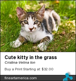 Cute Kitty In The Grass by Cristina-Velina Ion - Photograph - Photograph - Photography