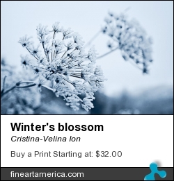 Winter's Blossom by Cristina-Velina Ion - Photograph - Photograph - Photography
