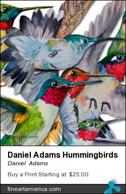 Daniel Adams Hummingbirds by Daniel  Adams - Painting - Watercolor Painting