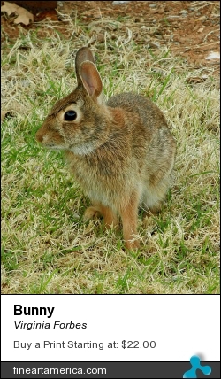 Bunny by Virginia Forbes - Photograph - Photograph
