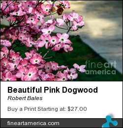Beautiful Pink Dogwood by Robert Bales - Photograph - Photo