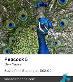 Peacock 5 by Ben Yassa - Photograph